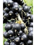 Смородина чорна Рубен (середня) | Смородина черная Рубен (средняя) | Ribes nigrum Ruben